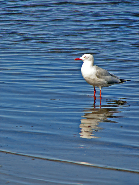 seagull and reflection