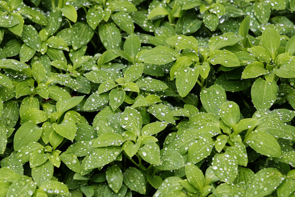 Water Drops on Plants