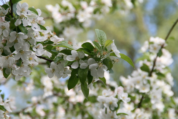 White flowers on tree