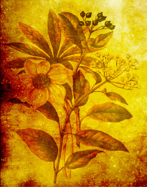 Botanical background