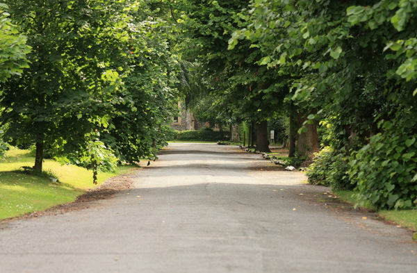 Wooded street