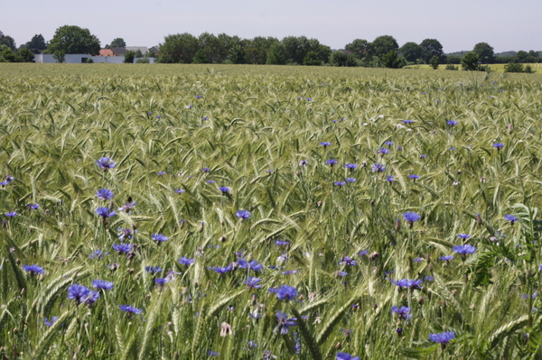 Field with cornflowers