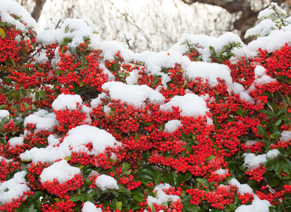 Pyracantha in the snow