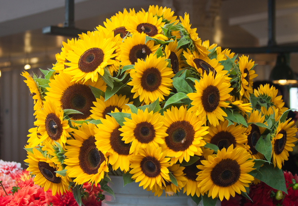 Market Sunflowers