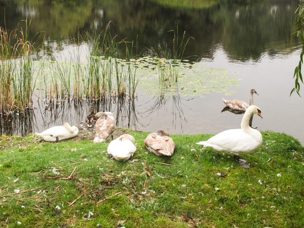 swans at lakeside 2