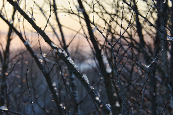 twigs with ice drops
