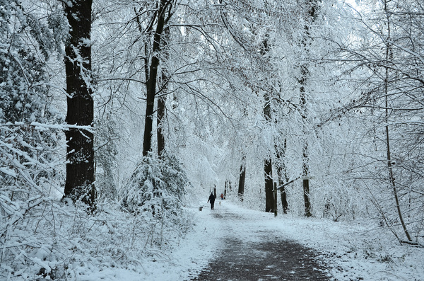 winter morning walk