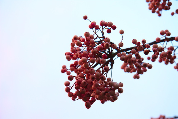 Acer tree berries