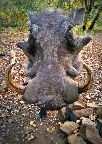 The African Warthog (Vlakvark)