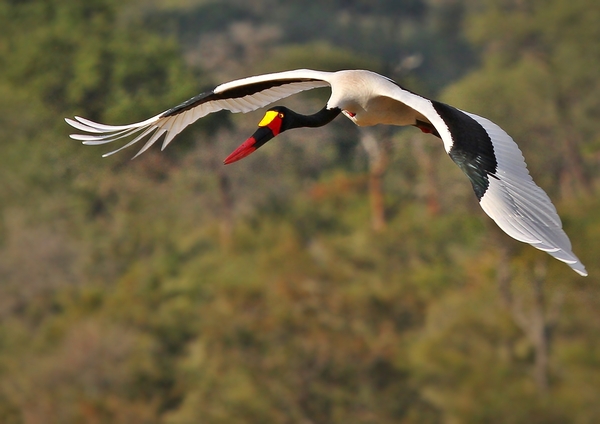 Saddle-billed stork flight