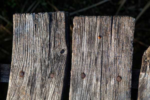 Ladybird on weathered pier