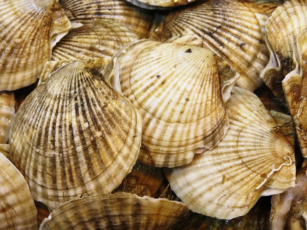 clam shells