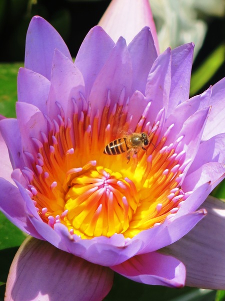 bee and water lily