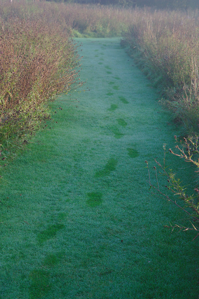 Dewy Misty Path