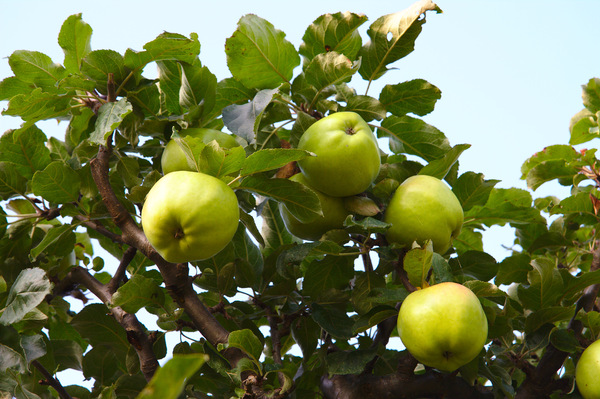 Green apples on tree