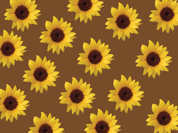 Sunflowers background 5