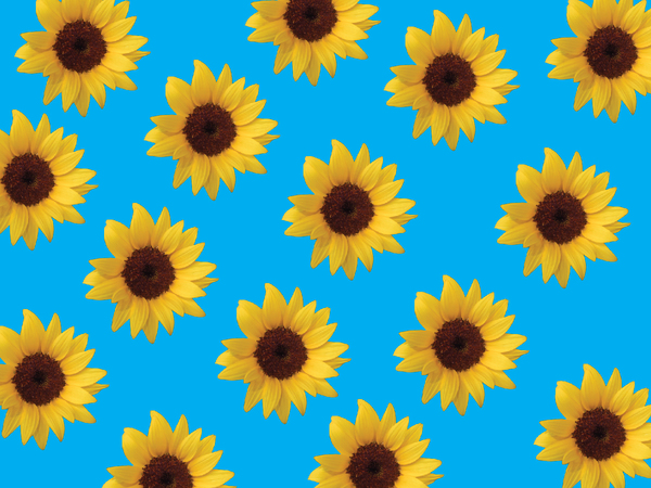 Sunflowers background 1