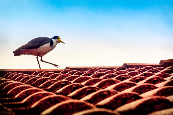 Bird on a Roof