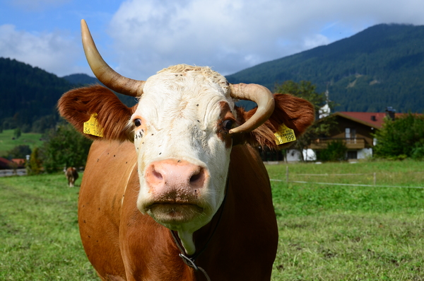 cow horn asymmetric