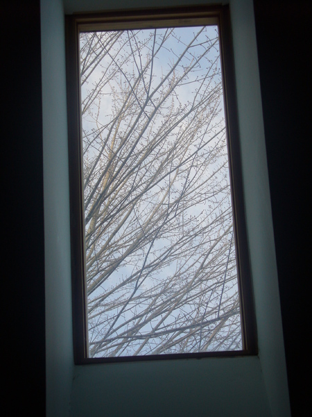 Bare Branches Through Skylight