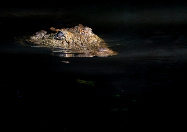 The Nile Crocodile.