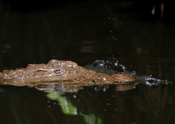 Nile crocodile.