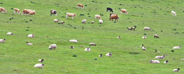 Mixed herd of cows and sheep