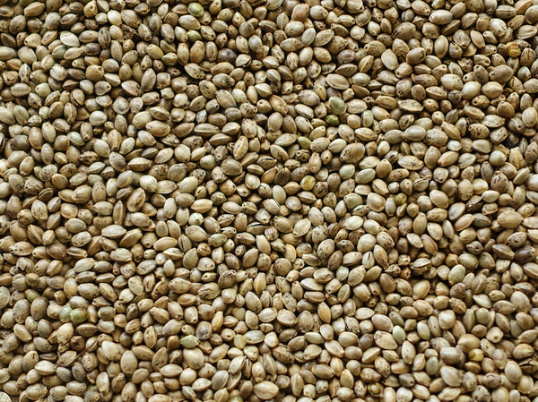hemp seed texture