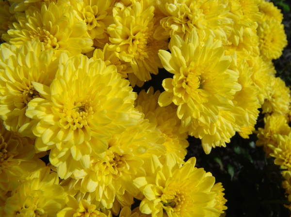 Sunshine Yellow Chrysanthemums
