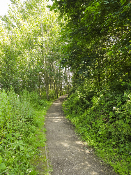Birch Forest Path