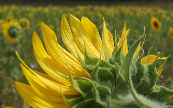 back side of sunflower field 2