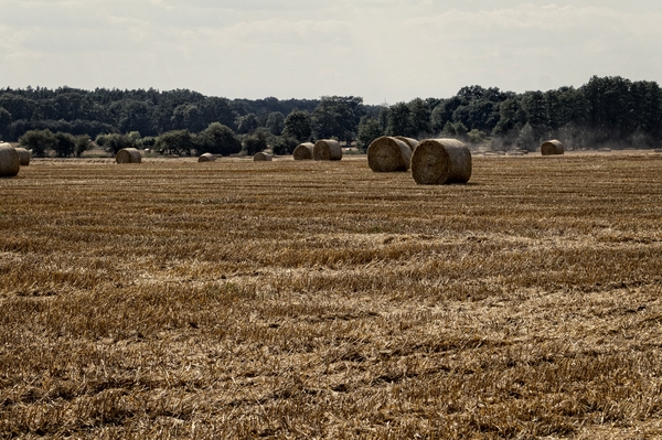 Harvest - bales of straw