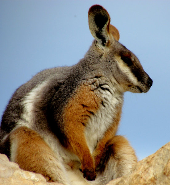 Image result for yellow footed rock wallaby