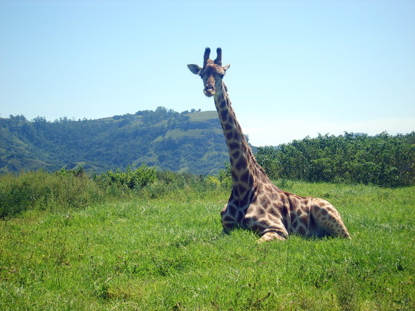 Giraffe sitting