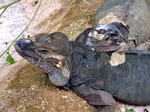 marine iguanas2