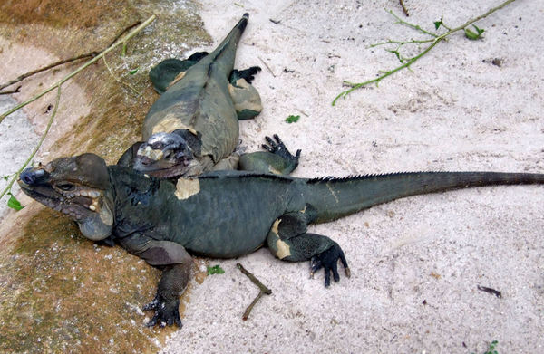 marine iguanas1