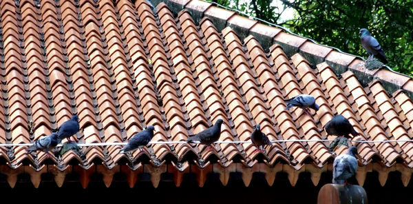 roof pigeons1