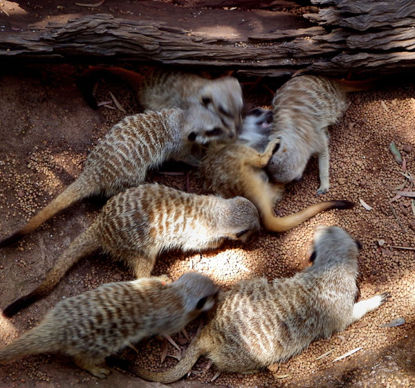 playful meerkats2