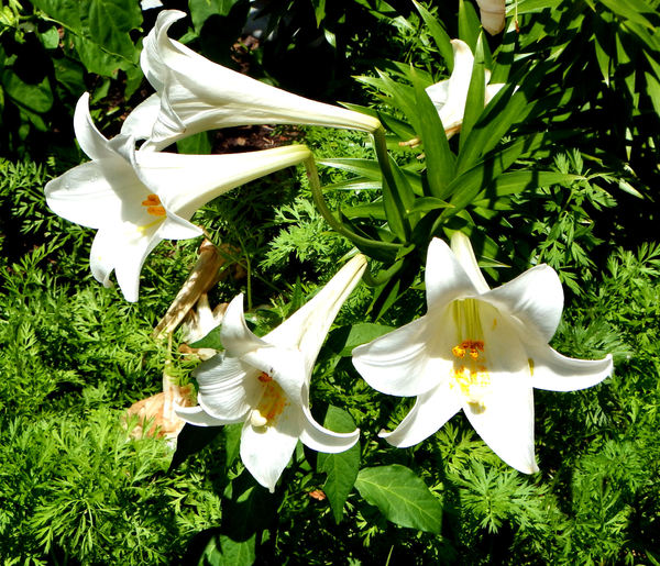 white Easter lily2