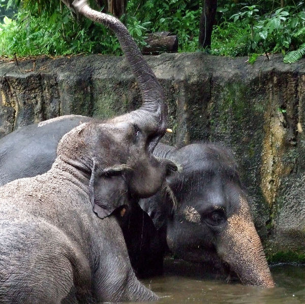 elephants in the rain1