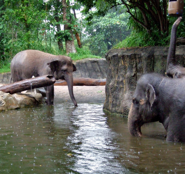elephants in the rain3