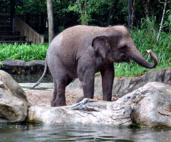 elephants in the rain2