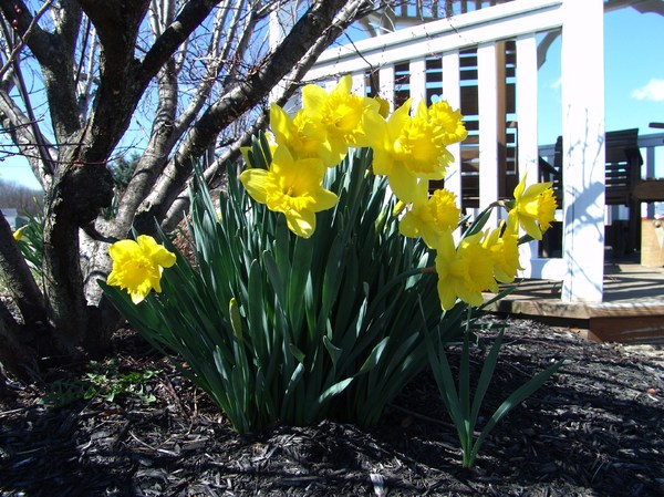Garden Daffodil Sunshine