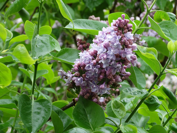 Lilac 1