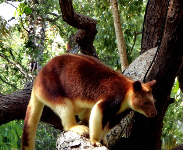 PNG tree kangaroo5