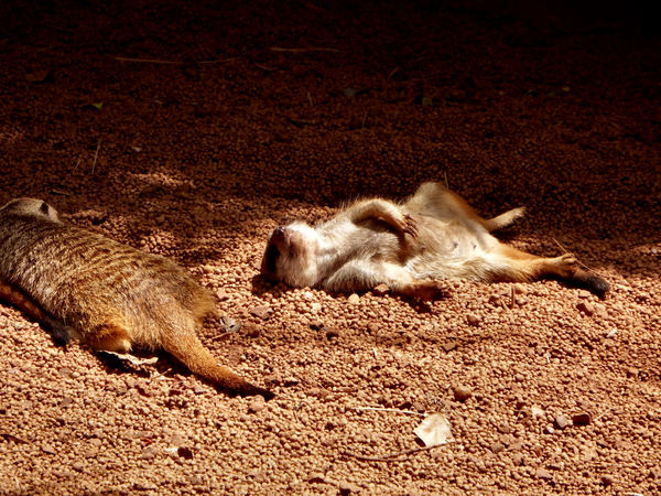 sunsoaking meerkats3