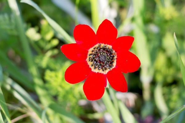 Wild anemone flower