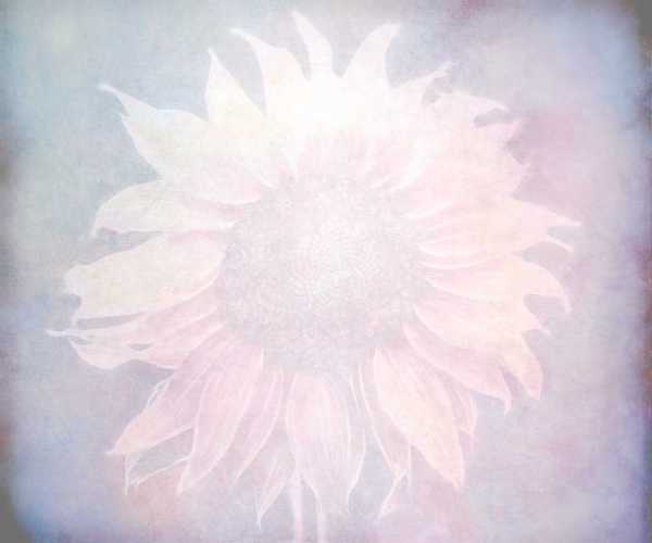 Sunflower Grunge Background 2