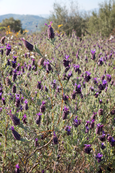 Wild lavender flowers