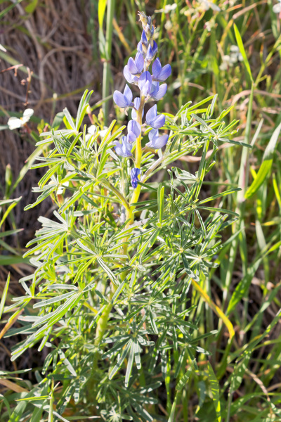 Wild lupin flowers